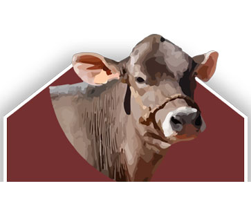 brown swiss logo raza parda