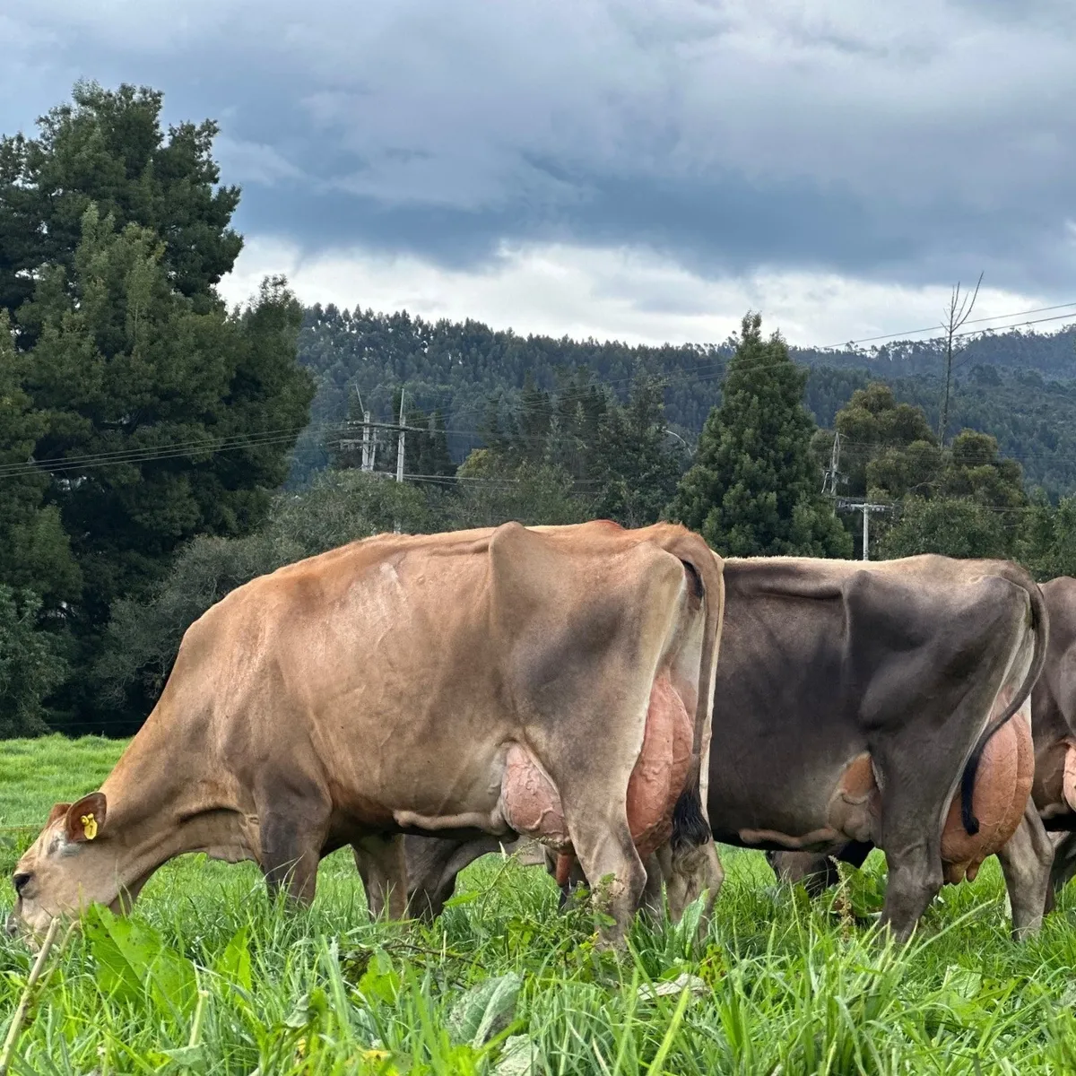 rs=w 1200,h 1200,cg true