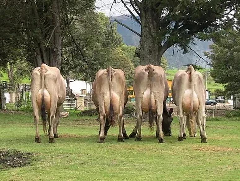 rs=w 776,h 583,cg true (1)